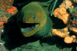 eel.jpg (12563 bytes)